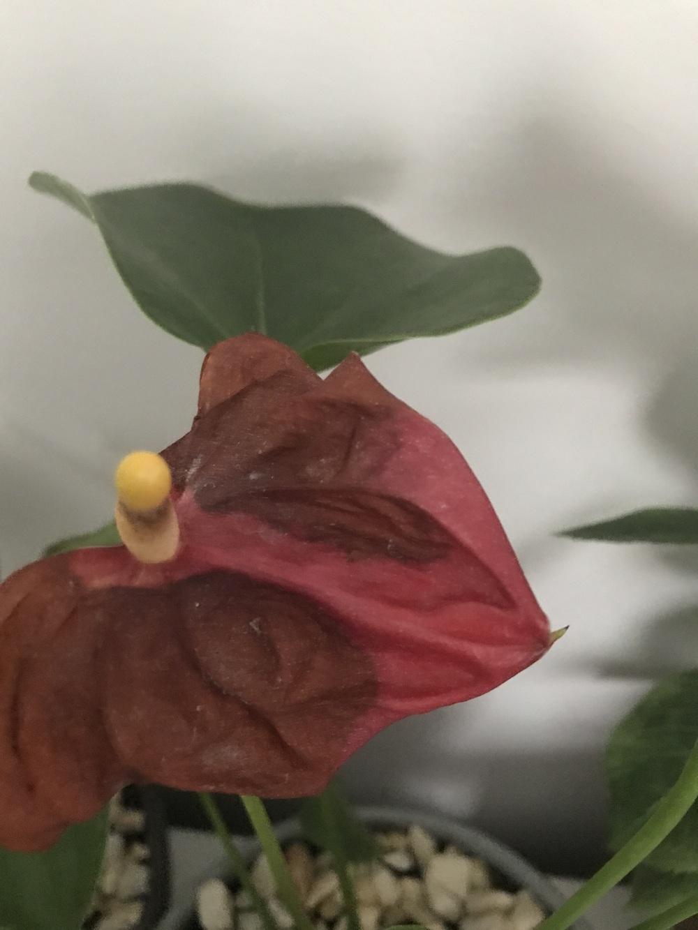 Browning on pruned Anthurium leaves in the Ask a Question forum