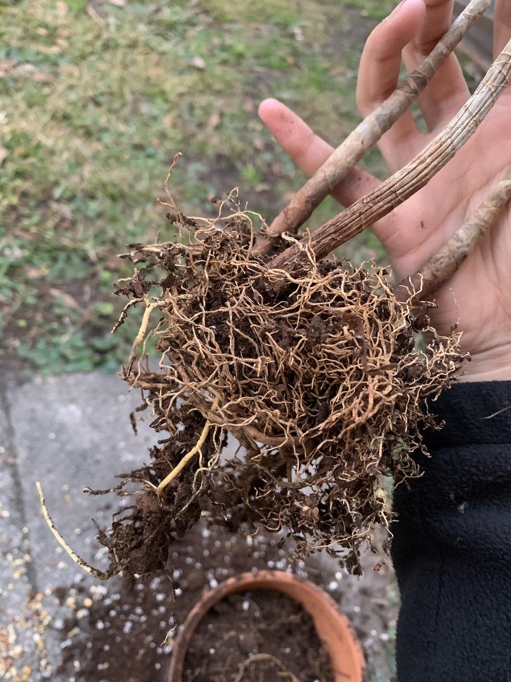 Dying Dragon Tree! Help! in the Houseplants forum