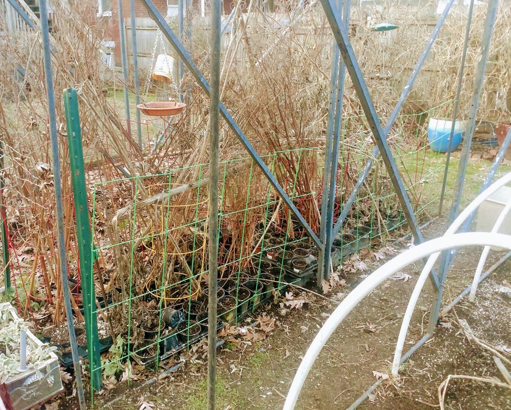 Artificial hedgerows for birds and fertilizer... in the Gardening for Butterflies, Birds and