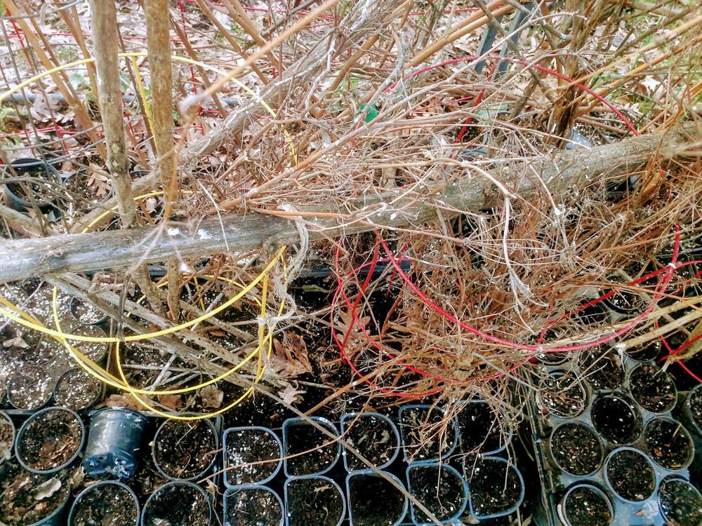 Artificial hedgerows for birds and fertilizer... in the Gardening for Butterflies, Birds and