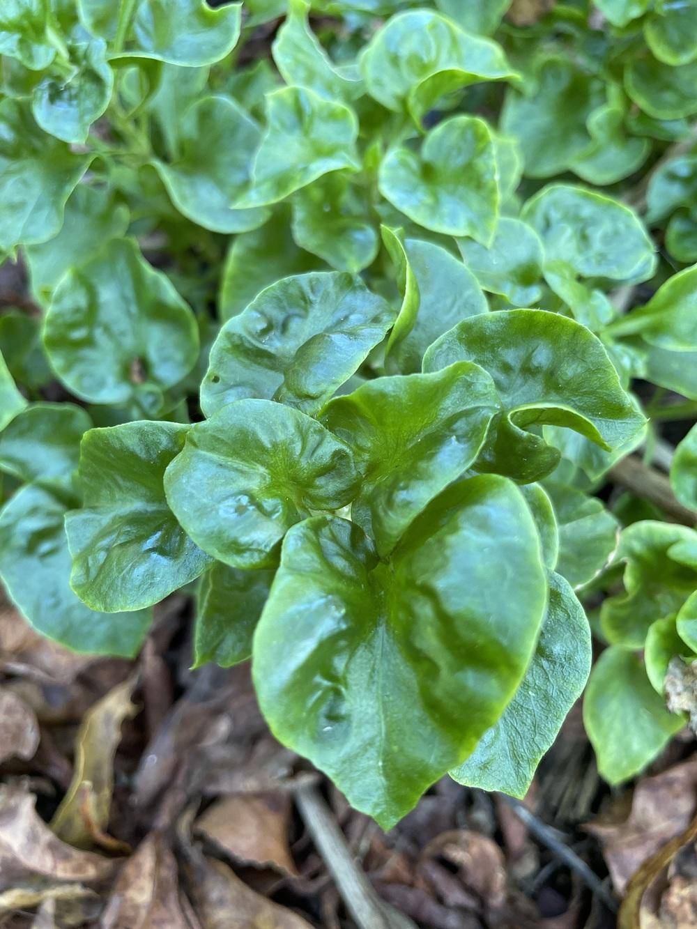 Florida Keys Plant Identification in the Plant ID forum