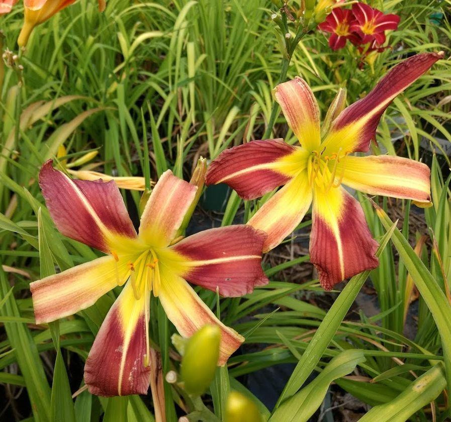 Photo of the bloom of Daylily (Hemerocallis 'Mad Max') posted by Joy