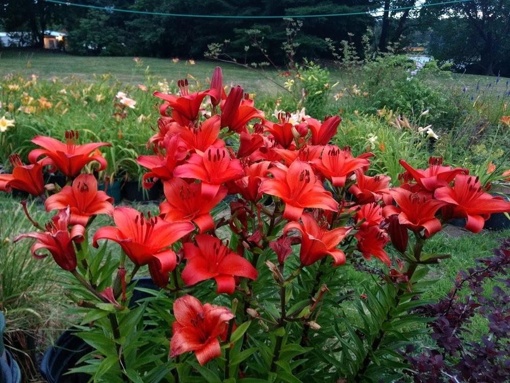 Lily (Lilium 'Gran Paradiso') in the Lilies Database