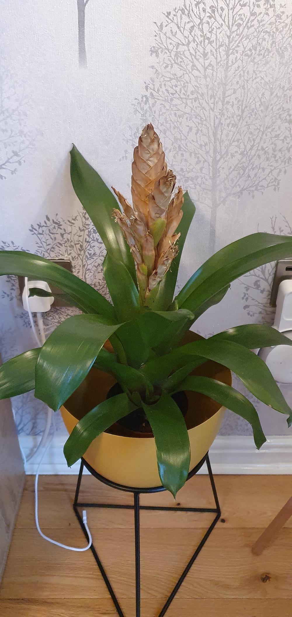 Should I cut off flower in the Bromeliads forum