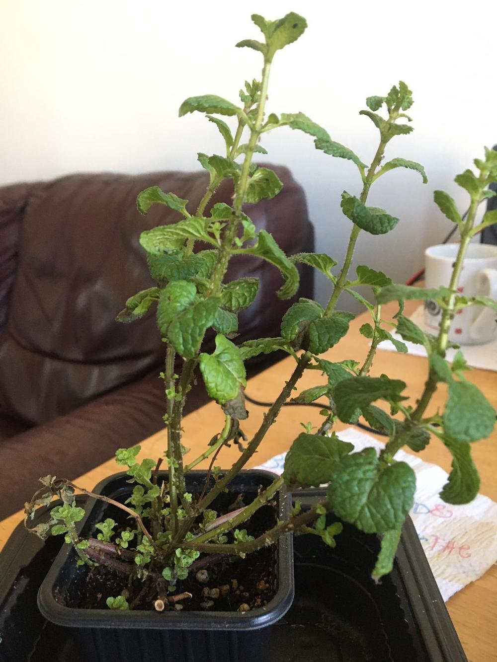 Mint plant leaves browning in the Ask a Question forum