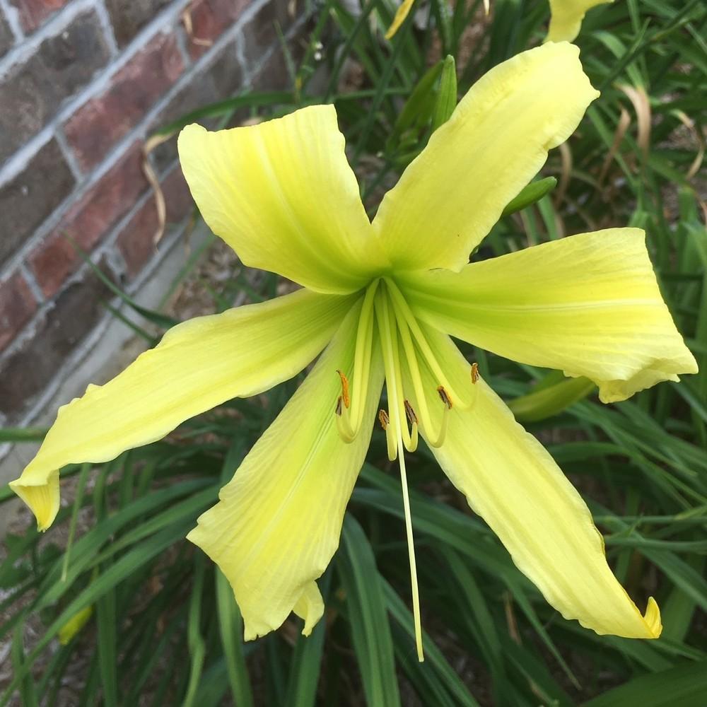 Daylily (Hemerocallis 'Lady Fingers') in the Daylilies Database