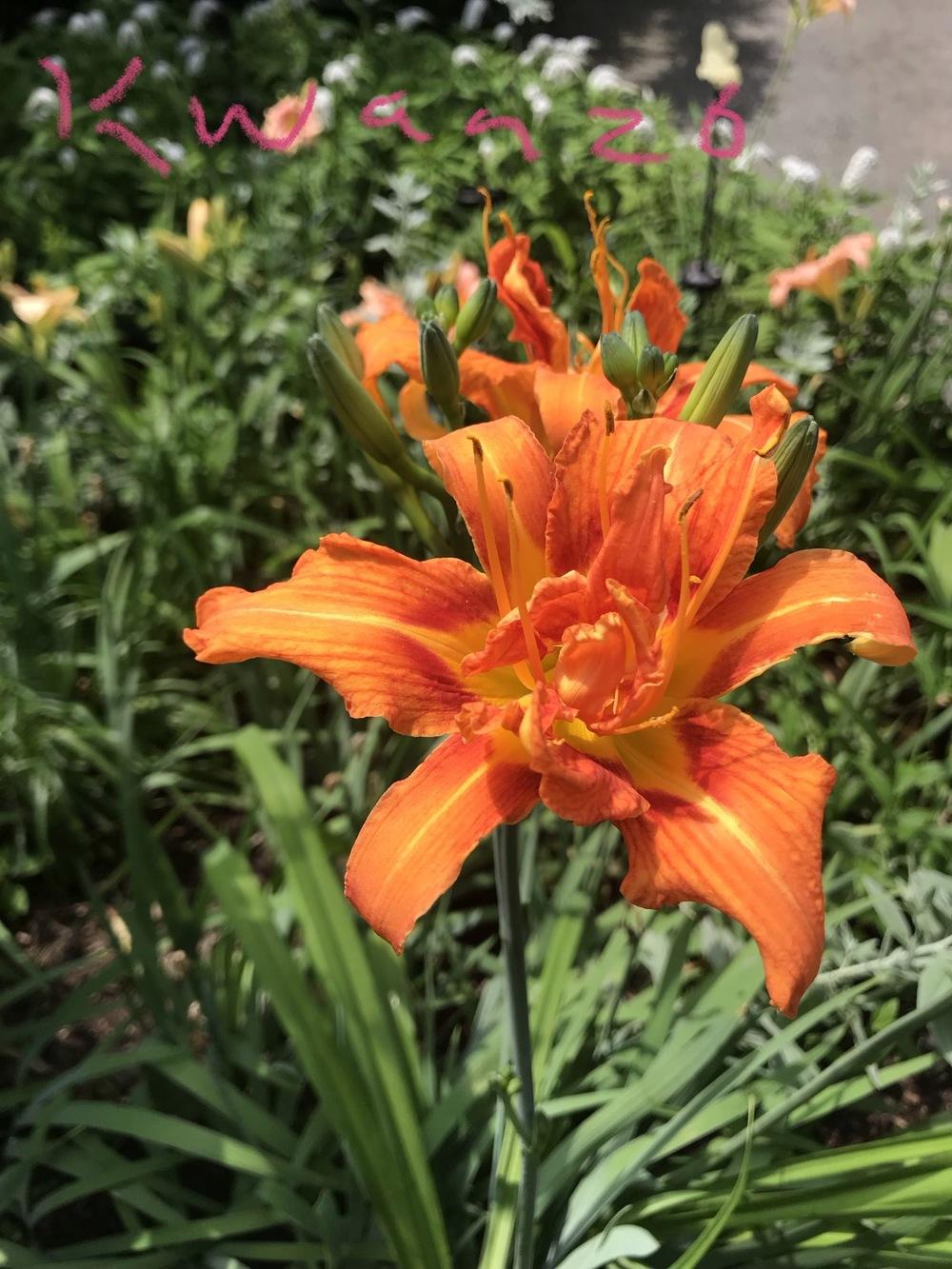 Old fashioned double orange daylilies in the Daylilies forum