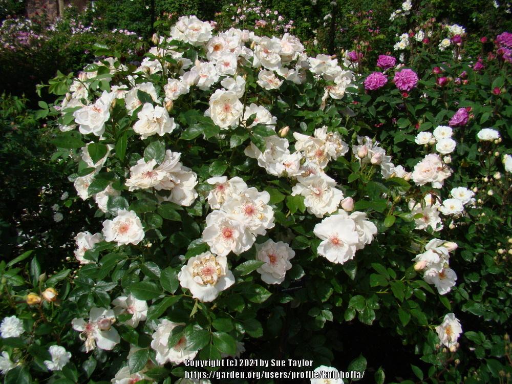 Photo of the entire plant of Rose (Rosa 'Jacqueline du Pre') posted by