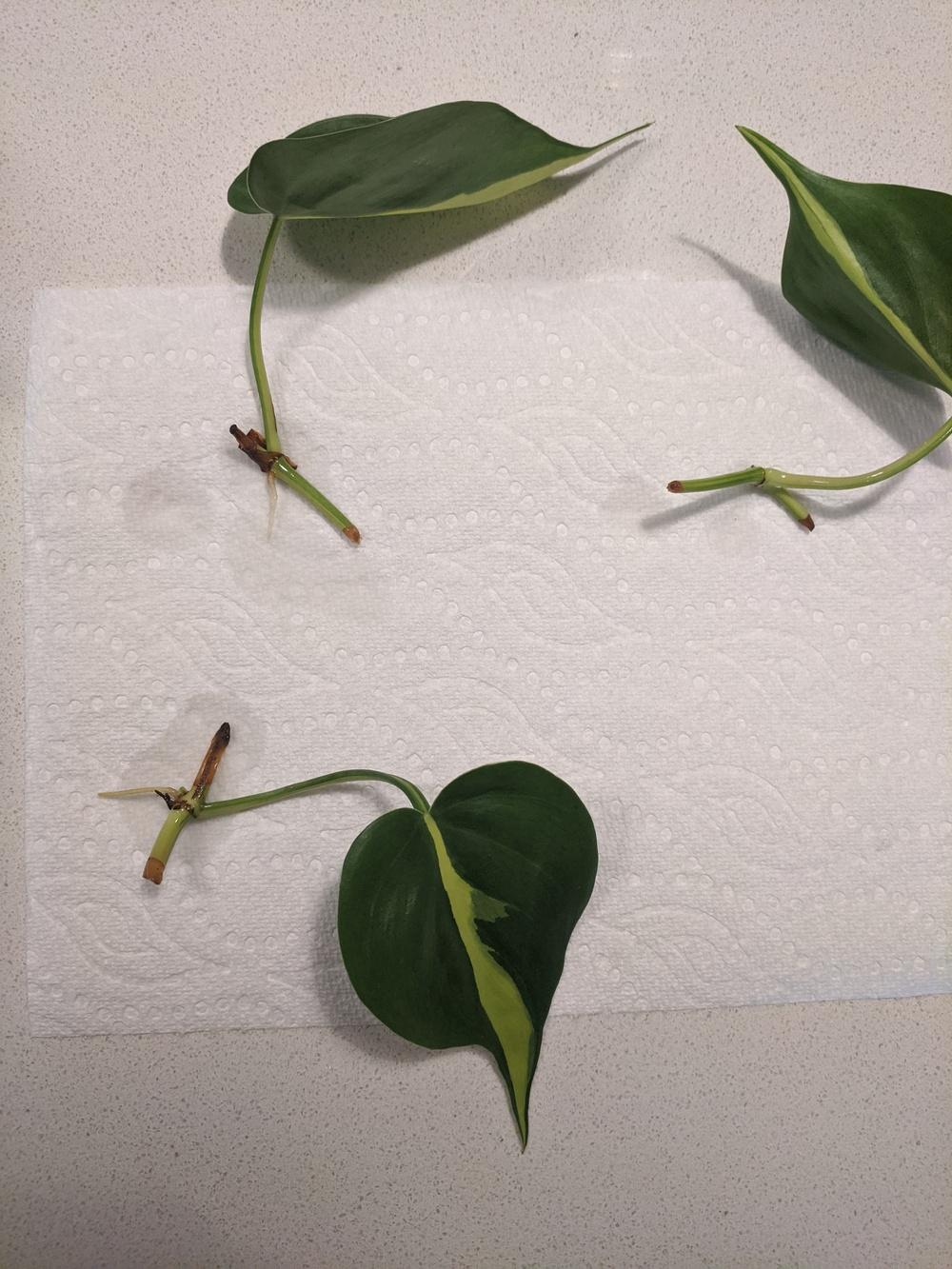 Philodendron Rio Rotten Encountering rot on Philodendron Brasil cuttings in the Ask a Question ...