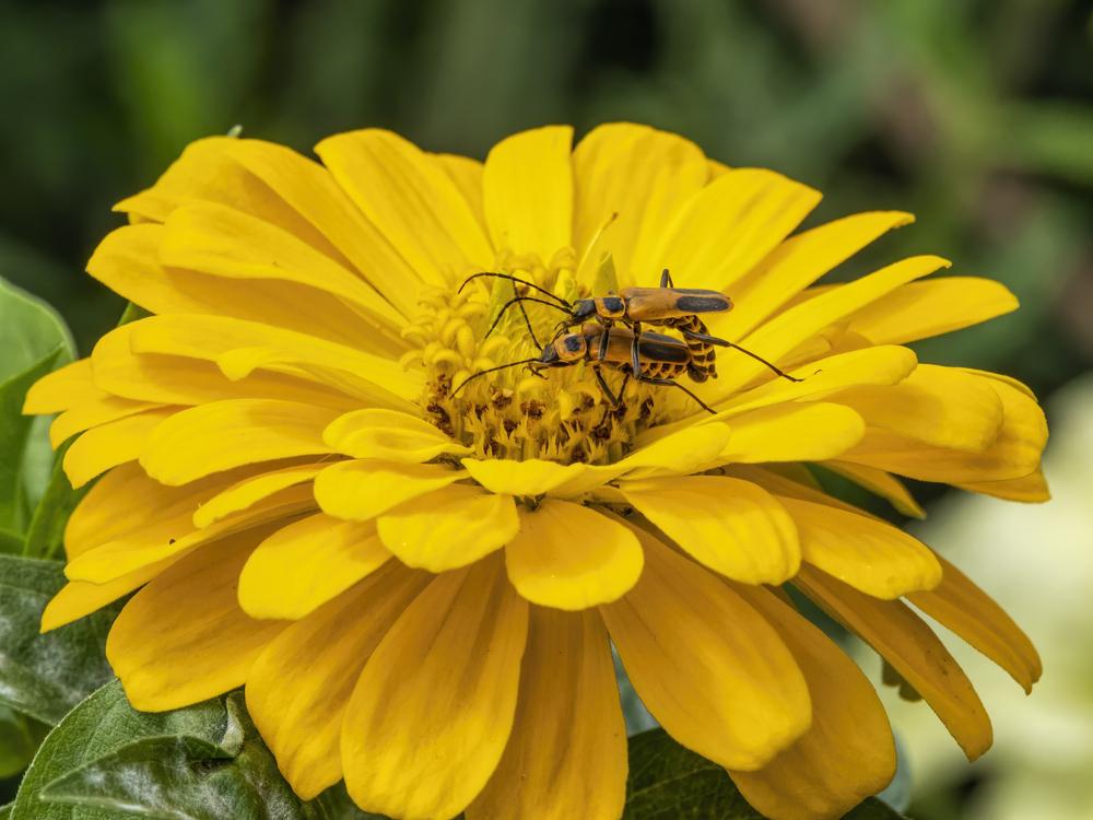 Photo of the bloom of Zinnia 'Sweet Tooth Lemonhead' posted by