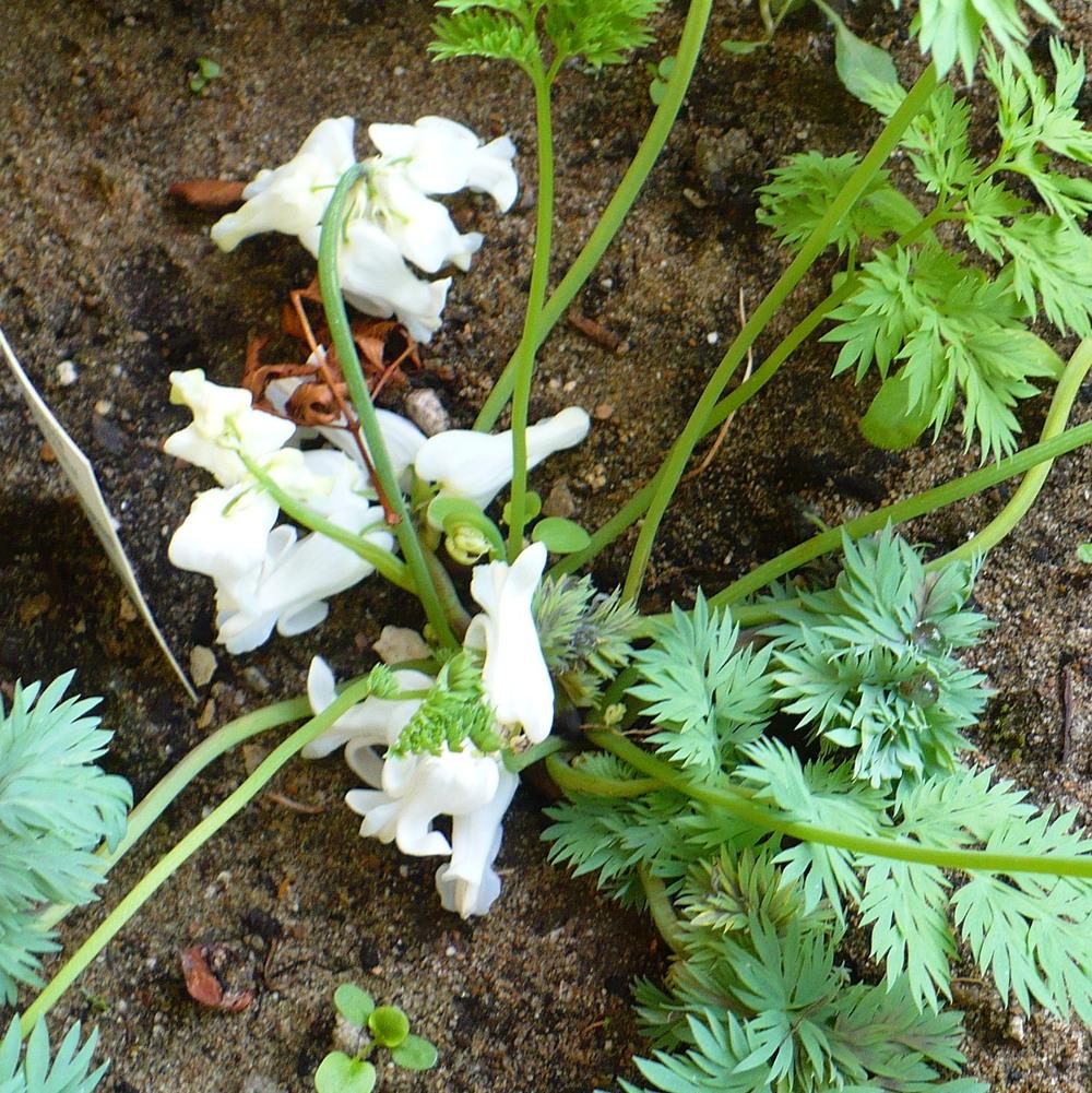 Photo of the emerging growth of Bleeding Heart (Dicentra 'Ivory Hearts