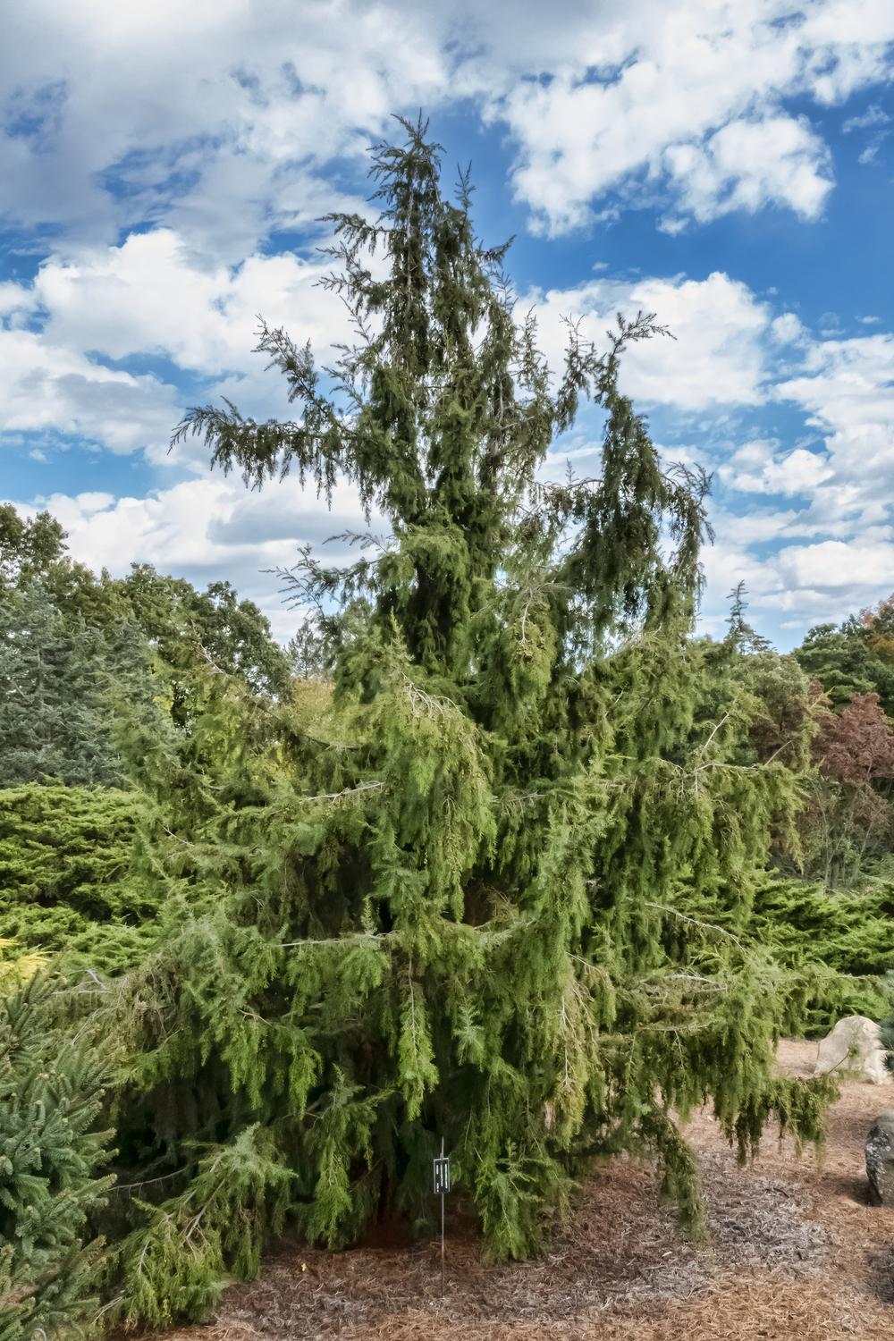 Weeping Temple Juniper (Juniperus rigida 'Pendula') - Garden.org