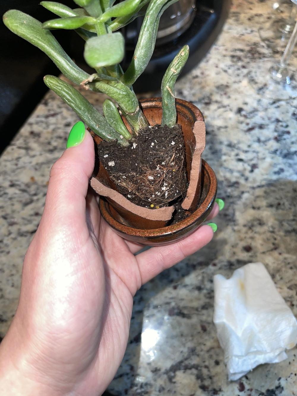 Jade plant still not doing well in the Ask a Question forum - Garden.org