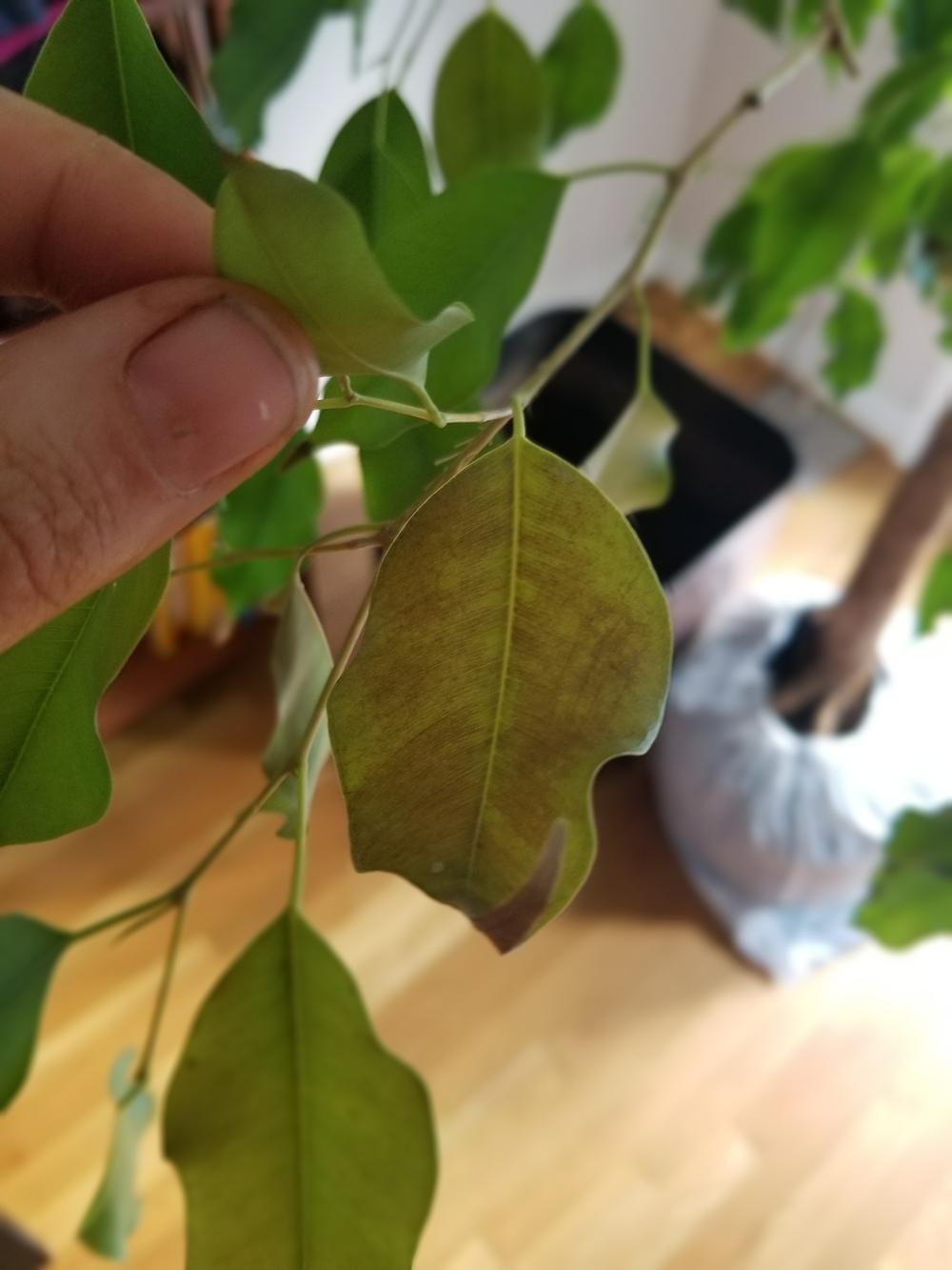 Ficus tree with root rot in the Houseplants forum - Garden.org