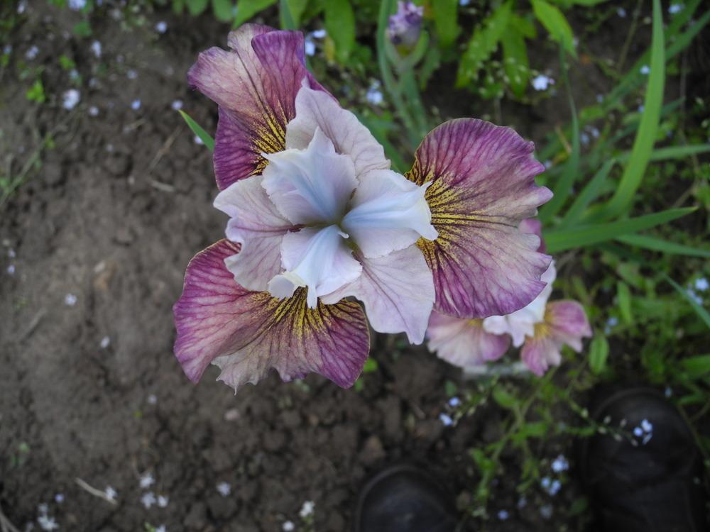 Siberian Iris (Iris &lsquo;Painted Woman&rsquo;) in the Irises Database - Garden.org