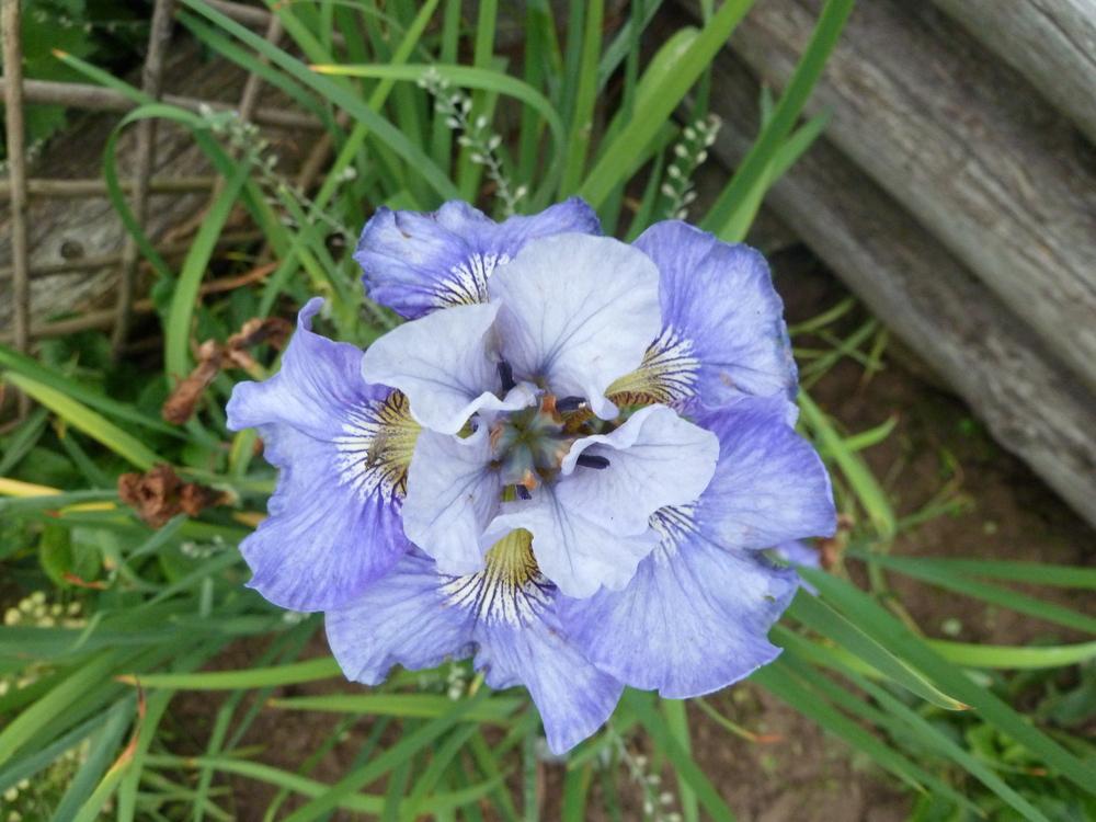 Siberian Iris (Iris 'Turn a Phrase') in the Irises Database
