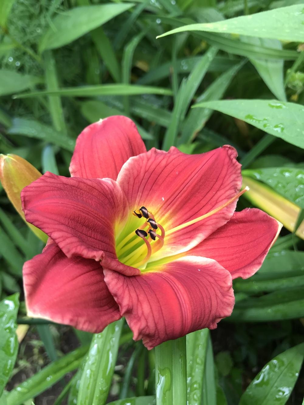 Photo of the bloom of Daylily (Hemerocallis 'Roses in Snow') posted by Zoia