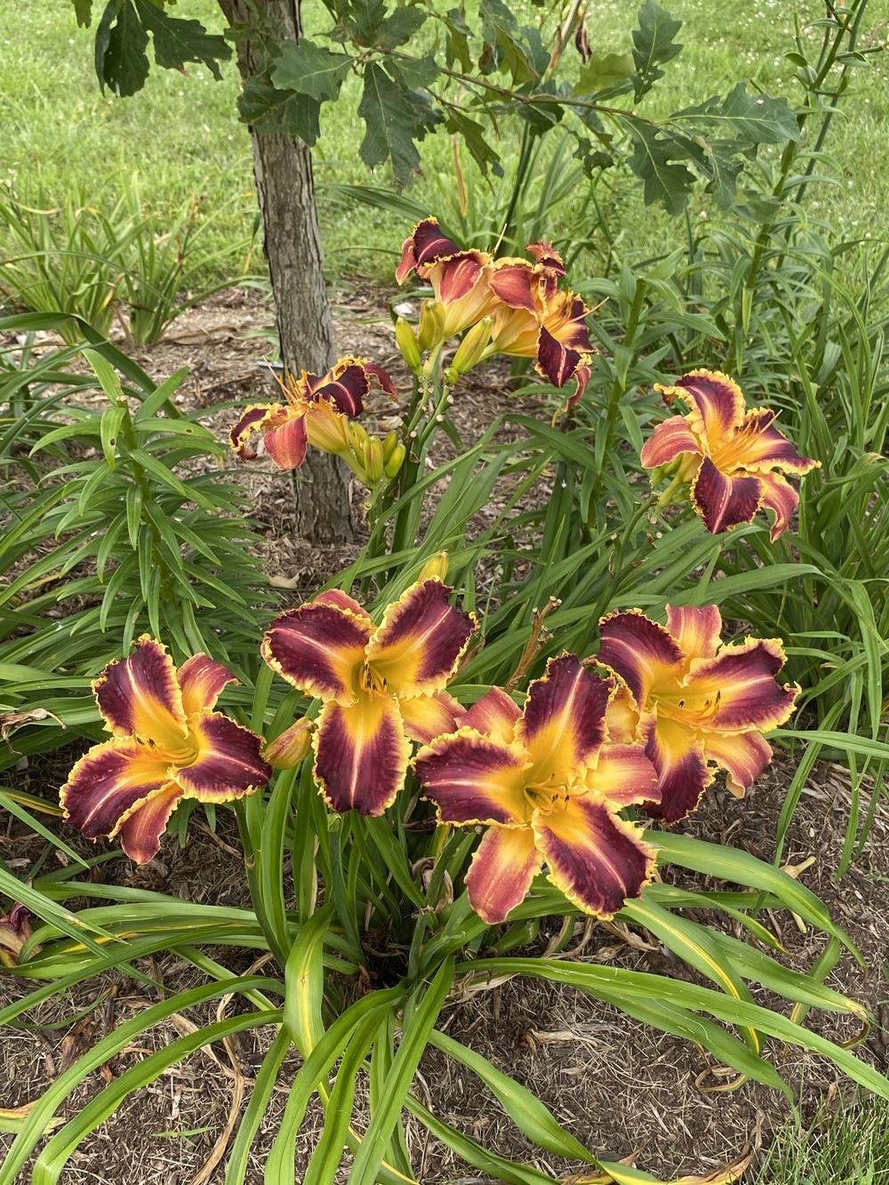 Daylily (Hemerocallis 'Dragon Fang') in the Daylilies Database - Garden.org