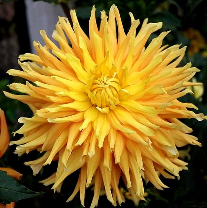 Dahlia 'Gold Crown' in the Dahlias Database