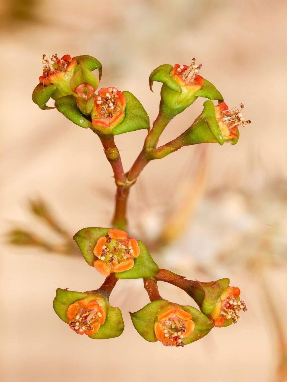 Euphorbias Plant Care and Collection of Varieties