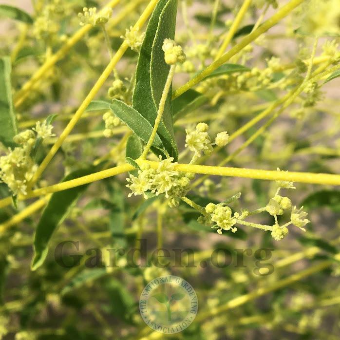 Texas Croton (Croton texensis)