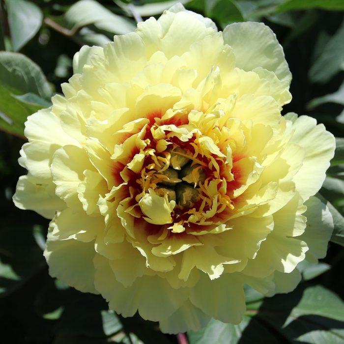 Photo of the bloom of Itoh Peony (Paeonia 'Yellow Crown') posted by Joy
