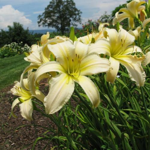 Daylily (Hemerocallis 'Definition of Peace') in the Daylilies Database