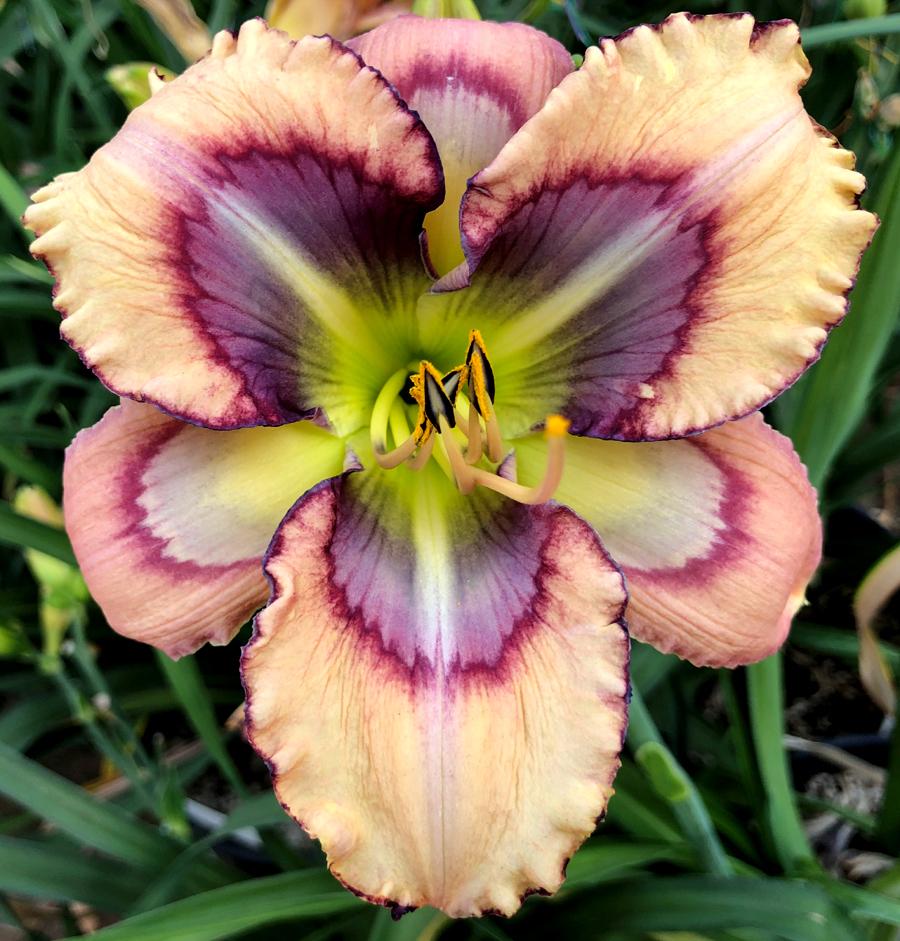 Daylily (Hemerocallis 'Blue Mystery') in the Daylilies Database
