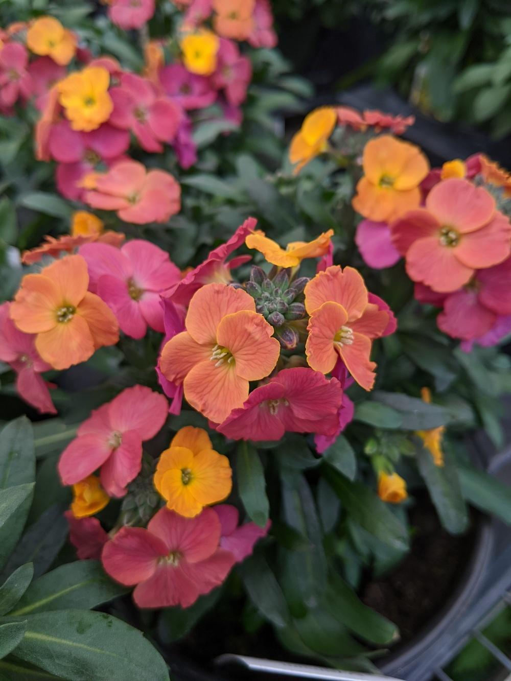 Wallflower (Erysimum Winter™ Party)