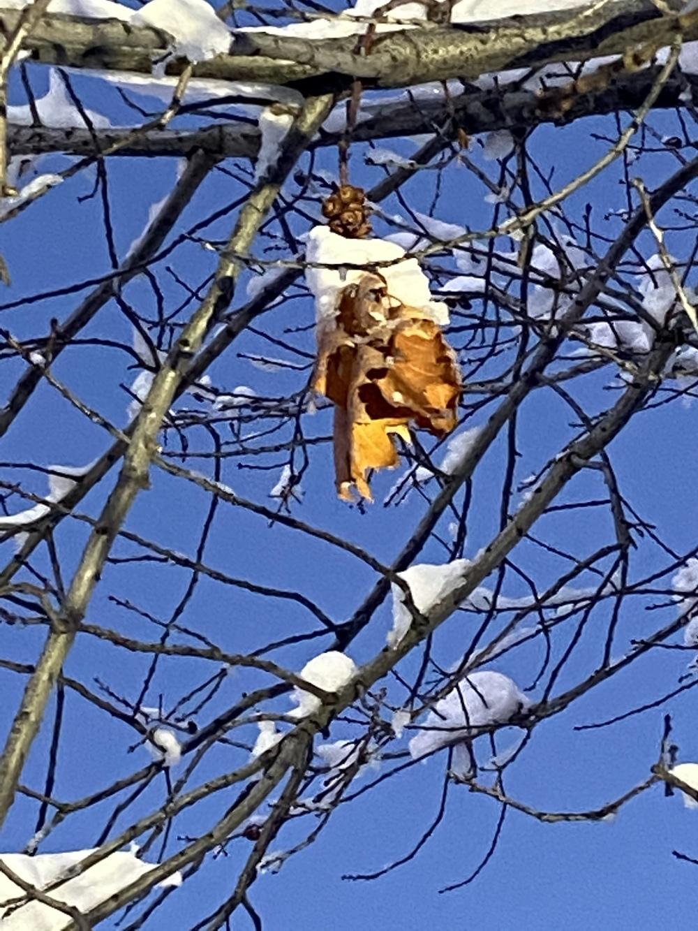 Boise Idaho oak tree ID in the Plant ID forum