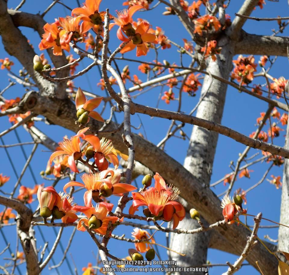 Silk Cotton Tree (Bombax ceiba)