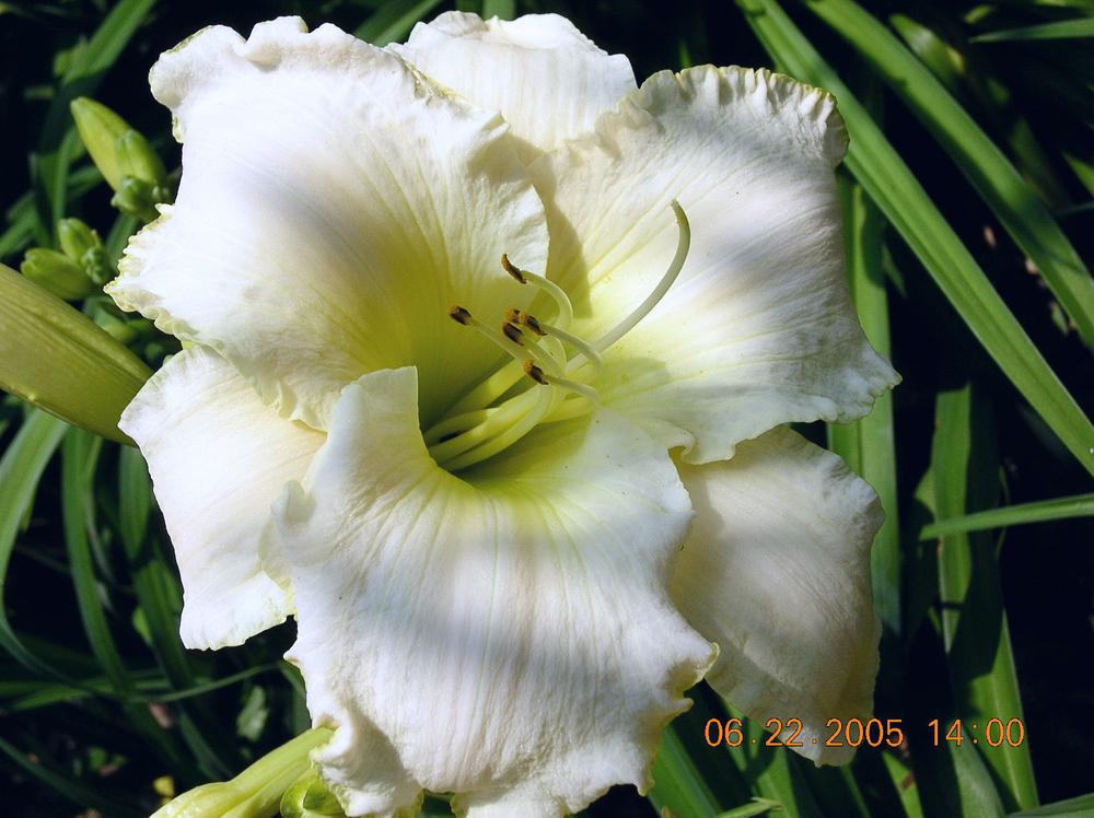 Daylily (Hemerocallis 'Early Snow') in the Daylilies Database