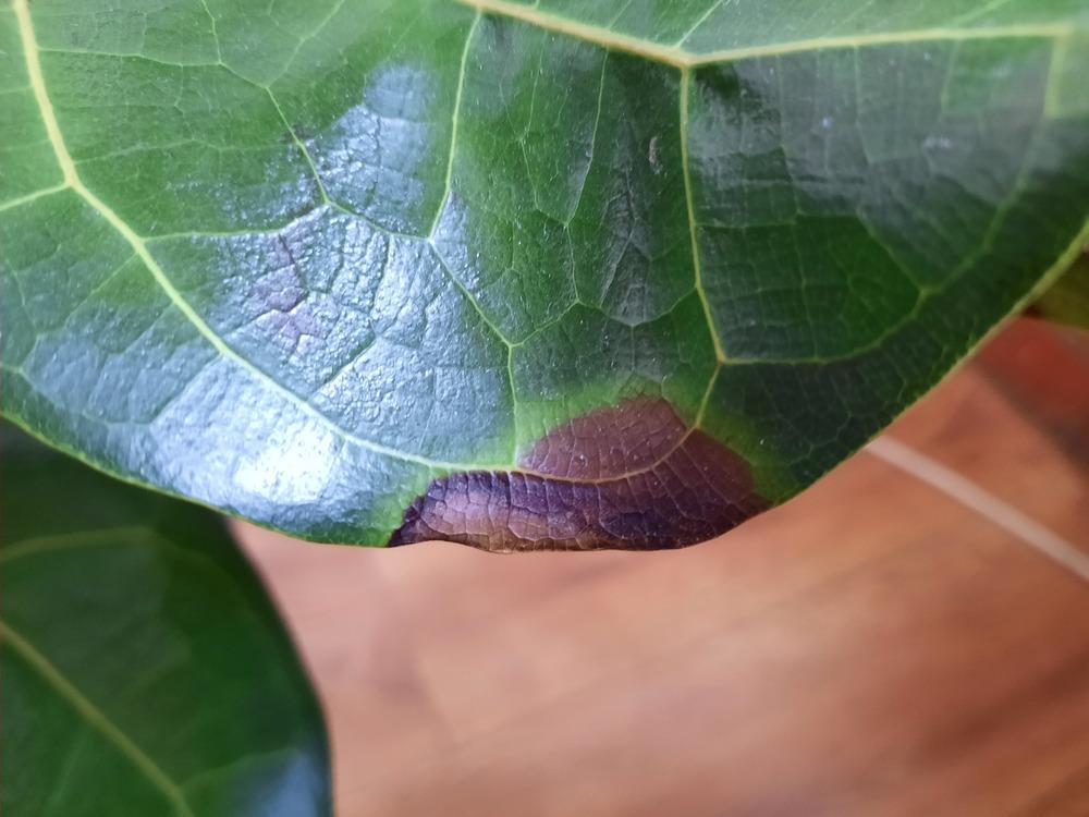 Fiddle leaf fig root rot? Any advice really appreciated!! in the ...