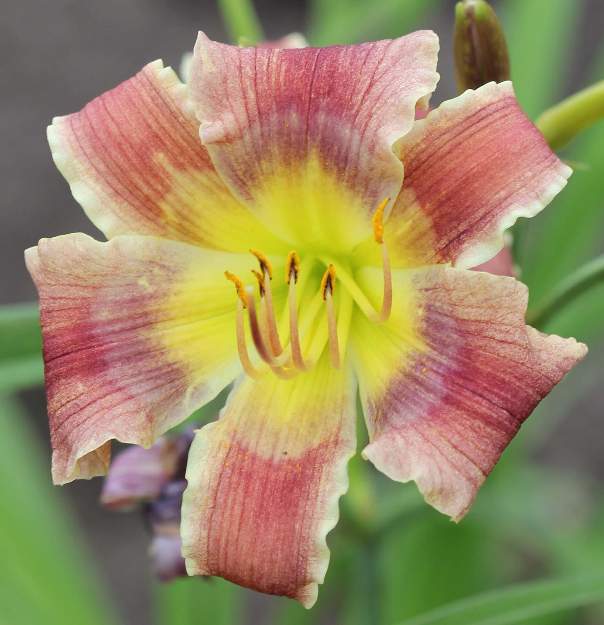 Daylily (Hemerocallis 'Butterfly Music') in the Daylilies Database