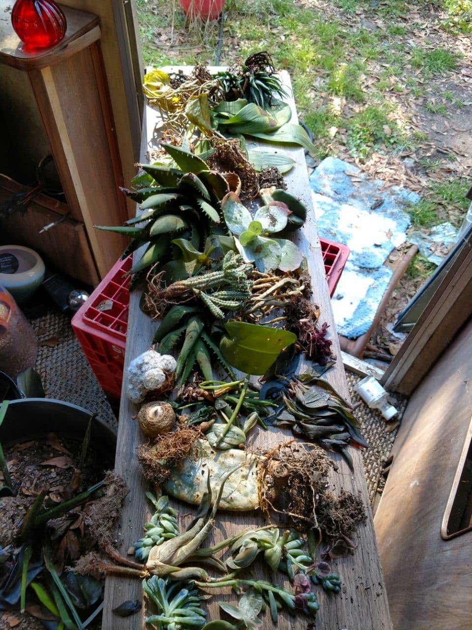 Texas freeze killed my plants. in the Cactus and Succulents forum