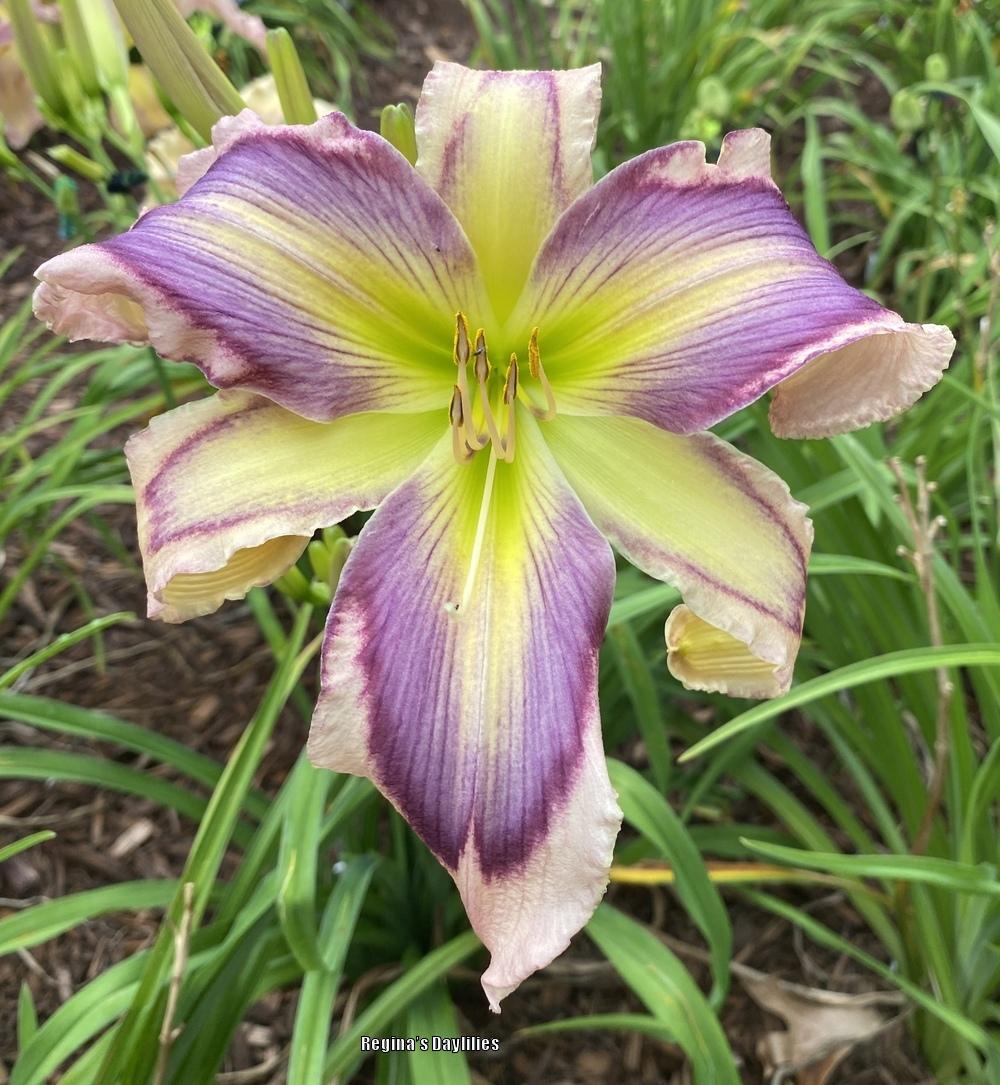 Daylily (Hemerocallis 'Exotic Starfish') in the Daylilies Database