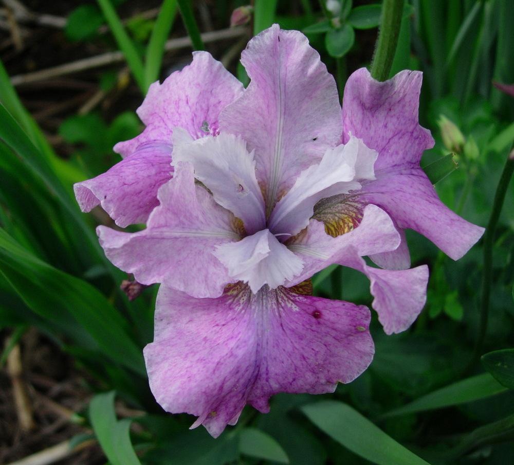 Siberian Iris (Iris 'Strawberry Social') in the Irises Database