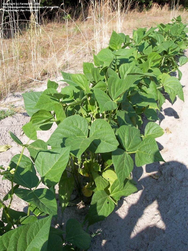 Beans Plant Care and Collection of Varieties