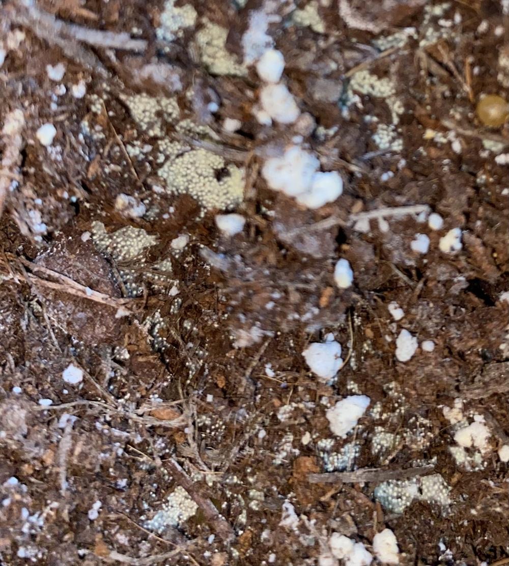 White mold/fungus on ZZ plant in the Houseplants forum