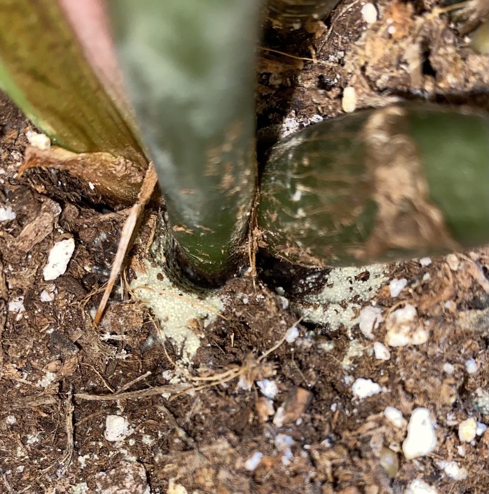 White mold/fungus on ZZ plant in the Houseplants forum