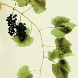 
Date: c. 1908
photo from Hedrick's 'Grapes of New York', 1908