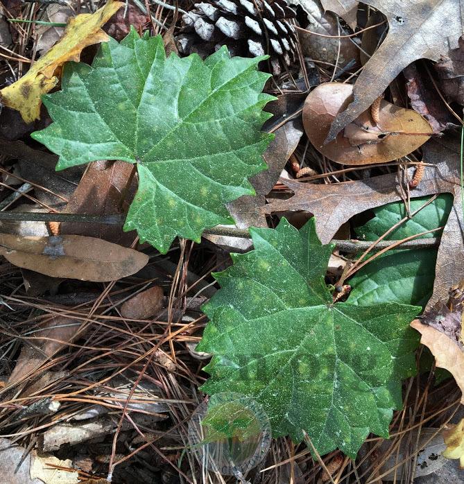 Florida Pigeon Grape (Vitis cinerea var. floridana) in the Grapes