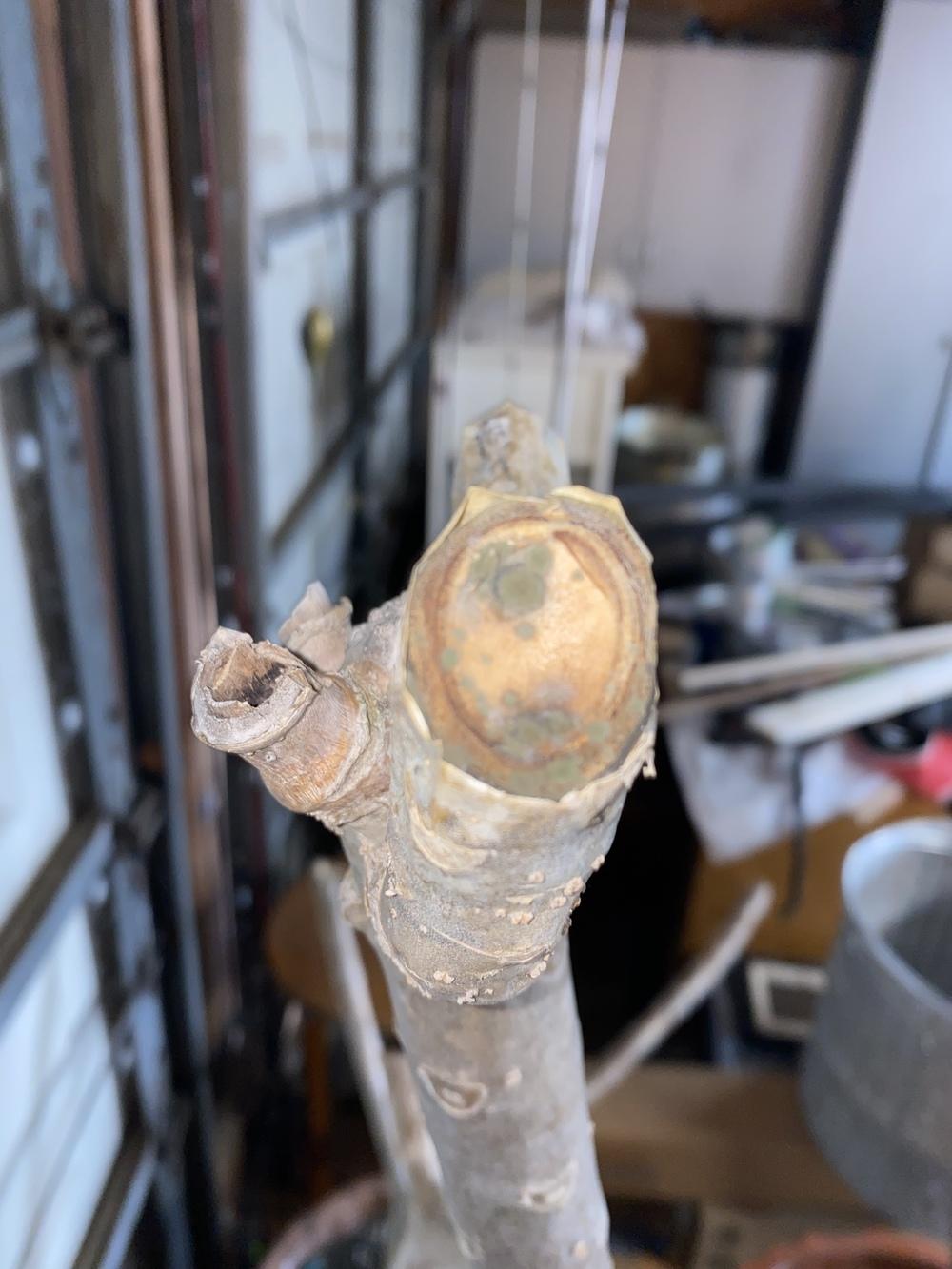 Plumeria after the big freeze in Houston in the Plumeria forum