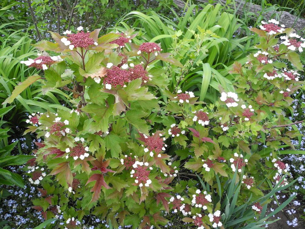 Viburnums Plant Care and Collection of Varieties