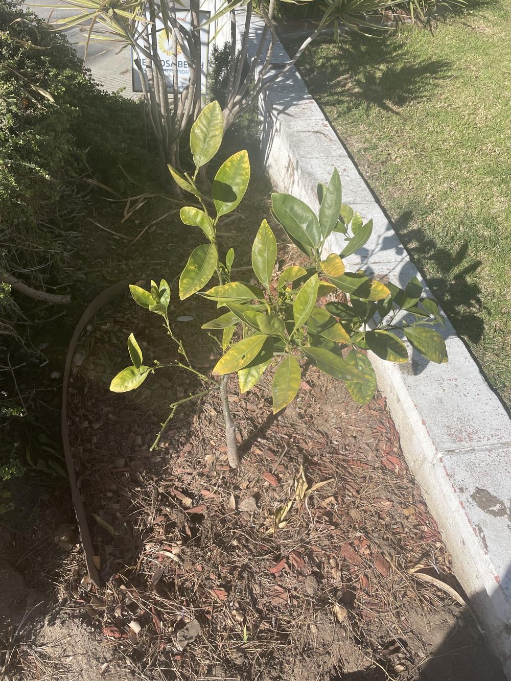Yellowing leaves on orange tree in the Ask a Question forum