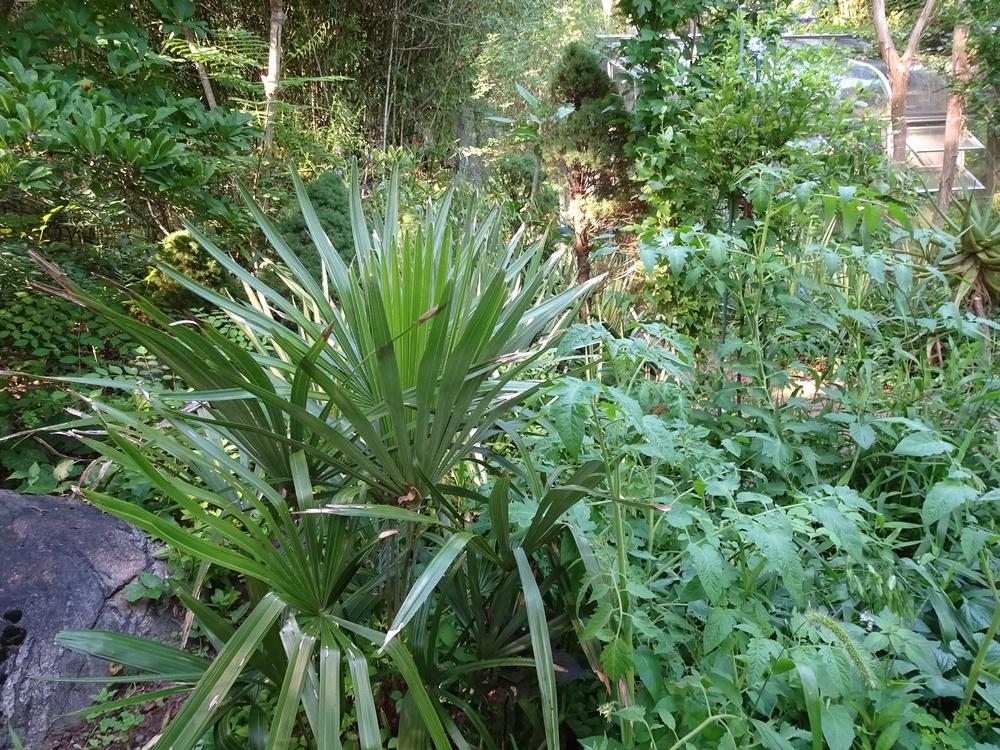 Palm Trees In Maine, Ohio, and NYC in the Ask a Question forum