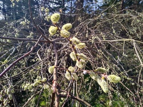 Plant ID forum→Can you help identify this tree? - Garden.org