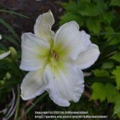 Location: Waldoboro MaineDate: 2019-07-31