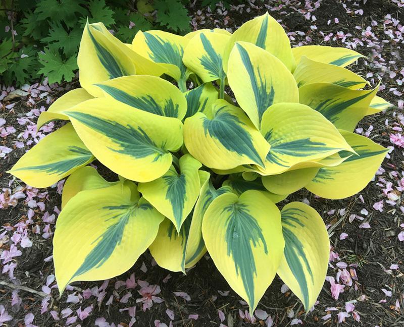 The Green Pages Sebright Gardens