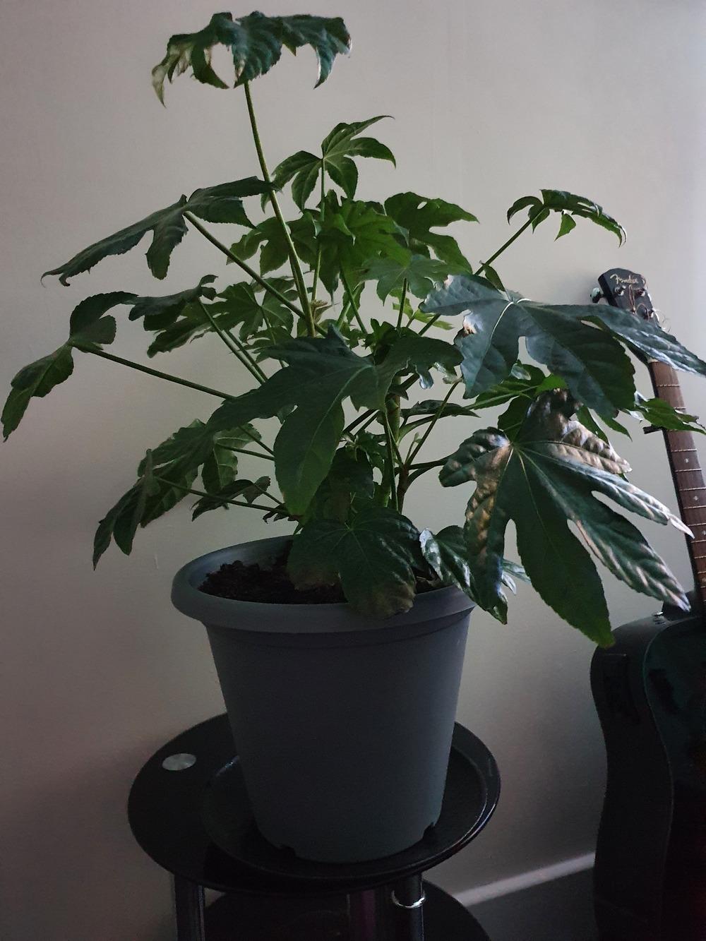Fatsia japonica drooping in the Houseplants forum
